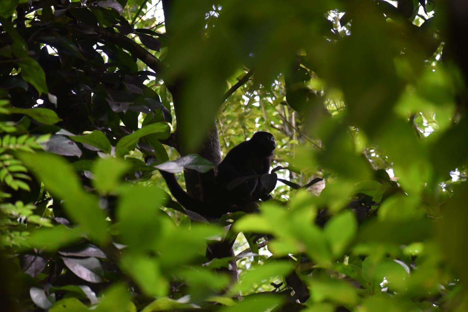 Sunshine Sanctuary Boutique Jungle Lodge Montezuma Exterior foto