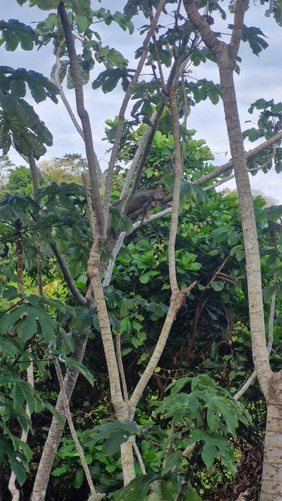 Sunshine Sanctuary Boutique Jungle Lodge Montezuma Exterior foto